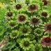 Эхинацея Echinacea Green Twister